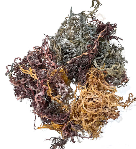 Full Spectrum Sea Moss - Wildcrafted from St Lucia 1oz - Alkaline Electrics